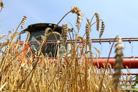 Ростовская область собрала рекордные 8,5 миллионов тонн зерна
